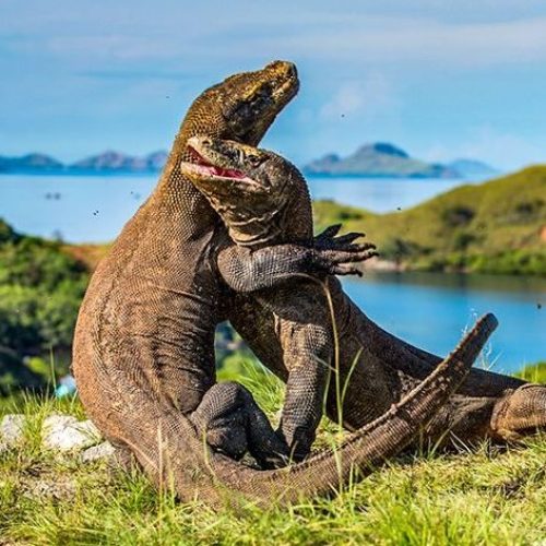 labuan bajo